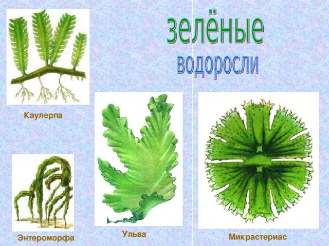Рассмотрите изображение растений цикорий рис ульва