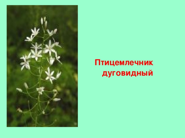     Птицемлечник дуговидный 