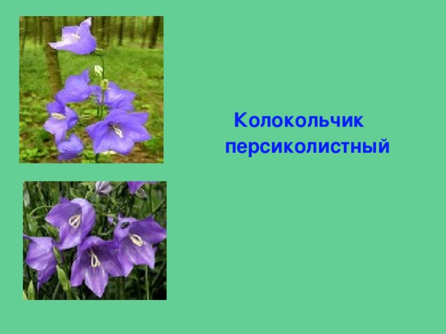    Колокольчик персиколистный 