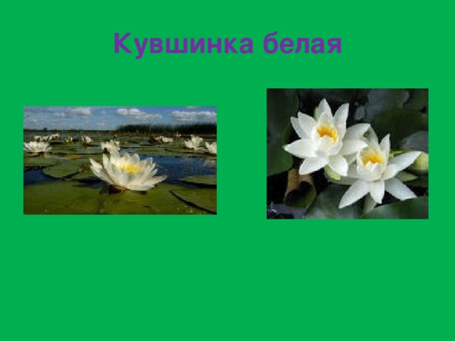 Кувшинка белая 