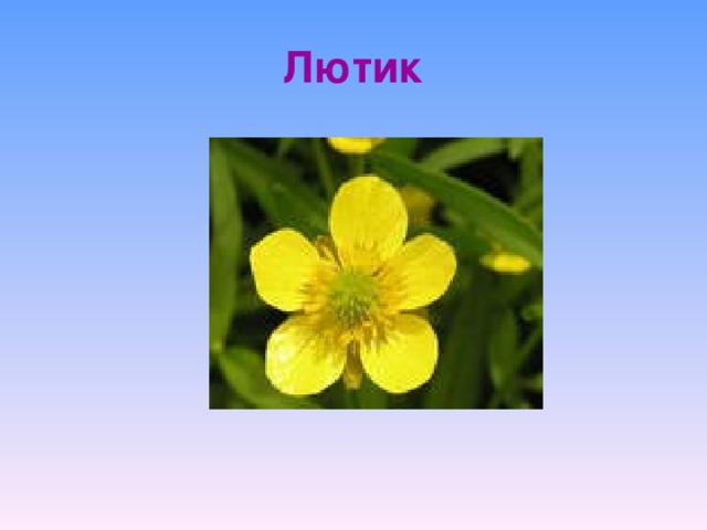 Лютик 