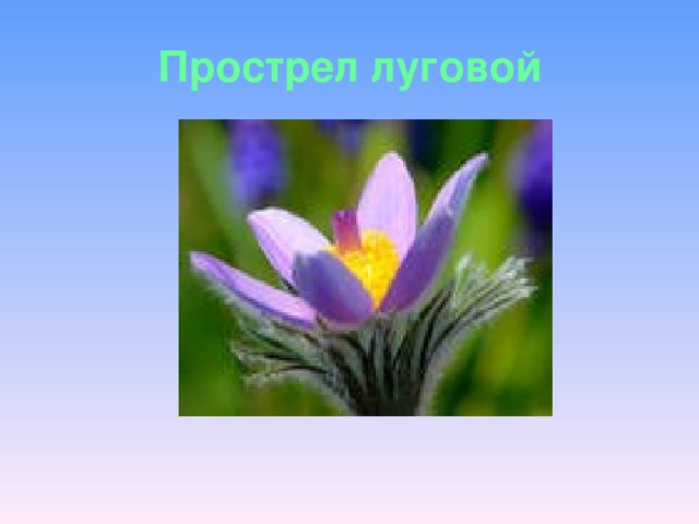 Прострел луговой 