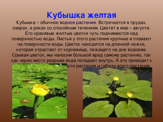 Кубышка желтая  Кубышка – обычное водное растение. Встречается в прудах, озерах, и реках со спокойным течением. Цветет в мае – августе. Его красивые желтые цветки чуть поднимаются над поверхностью воды. Листья у этого растения крупные и плавают на поверхности воды. Цветок находится на длинной ножке, которая отрастает от корневища, лежащего на дне водоема. Срывая цветок, мы наносим большой вред самому растению, так как через место разрыва вода попадает внутрь. А это приводит к загниванию подводной части растения и гибели всего растения.    