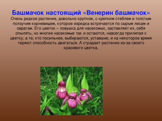 Башмачок настоящий «Венерин башмачок»  Очень редкое растение, довольно крупное, с крепким стеблем и толстым ползучим корневищем, которое изредка встречается по сырым лесам и оврагам. Его цветок – ловушка для насекомых, заставляет их, себя опылять, но многие насекомые так и остаются, навсегда прилипая к цветку, а те, кто посильнее, выбираются, уставшие, и на некоторое время теряют способность двигаться. А страдает растение из-за своего красивого цветка.   