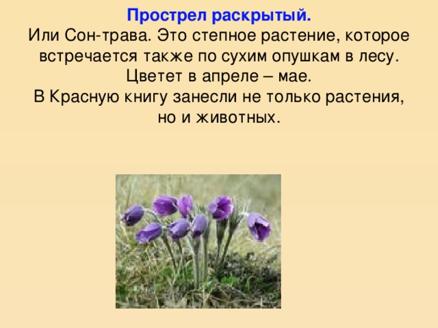 Прострел раскрытый.  Или Сон-трава. Это степное растение, которое встречается также по сухим опушкам в лесу. Цветет в апреле – мае.  В Красную книгу занесли не только растения, но и животных.   