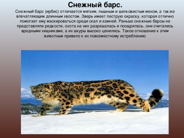 Снежный барс.  Снежный барс (ирбис) отличается мягким, пышным и шелковистым мехом, а также впечатляющим длинным хвостом. Зверь имеет пеструю окраску, которая отлично помогает ему маскироваться среди скал и камней. Раньше снежные барсы не представляли редкости, охота на них разрешалась и поощрялась, они считались вредными хищниками, а их шкуры высоко ценились. Такое отношение к этим животным привело к их повсеместному истреблению .   