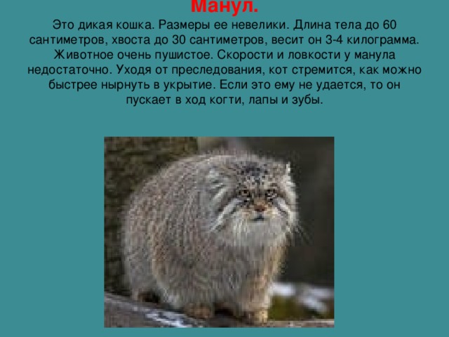 Манул.  Это дикая кошка. Размеры ее невелики. Длина тела до 60 сантиметров, хвоста до 30 сантиметров, весит он 3-4 килограмма. Животное очень пушистое. Скорости и ловкости у манула недостаточно. Уходя от преследования, кот стремится, как можно быстрее нырнуть в укрытие. Если это ему не удается, то он пускает в ход когти, лапы и зубы.   