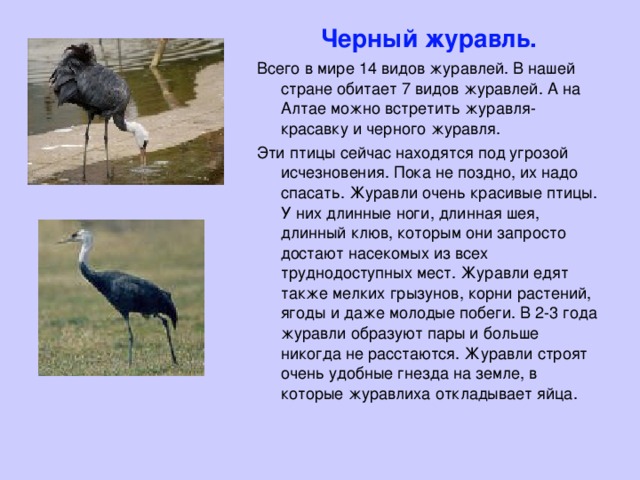 Черный журавль. Всего в мире 14 видов журавлей. В нашей стране обитает 7 видов журавлей. А на Алтае можно встретить журавля-красавку и черного журавля. Эти птицы сейчас находятся под угрозой исчезновения. Пока не поздно, их надо спасать. Журавли очень красивые птицы. У них длинные ноги, длинная шея, длинный клюв, которым они запросто достают насекомых из всех труднодоступных мест. Журавли едят также мелких грызунов, корни растений, ягоды и даже молодые побеги. В 2-3 года журавли образуют пары и больше никогда не расстаются. Журавли строят очень удобные гнезда на земле, в которые журавлиха откладывает яйца. 