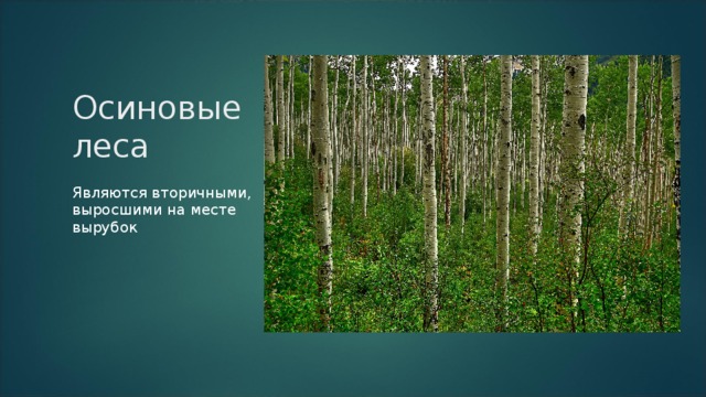 Осиновые леса Являются вторичными, выросшими на месте вырубок  