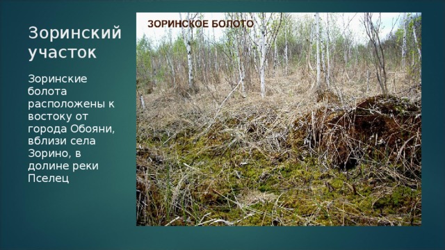 Сфагновое болото уровень организации