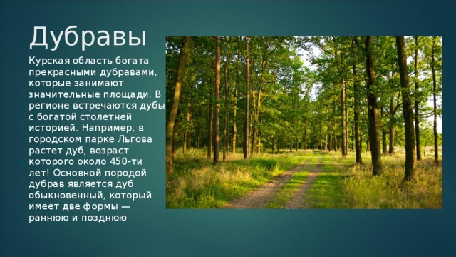 Дубравы Курская область богата прекрасными дубравами, которые занимают значительные площади. В регионе встречаются дубы с богатой столетней историей. Например, в городском парке Льгова растет дуб, возраст которого около 450-ти лет! Основной породой дубрав является дуб обыкновенный, который имеет две формы — раннюю и позднюю  