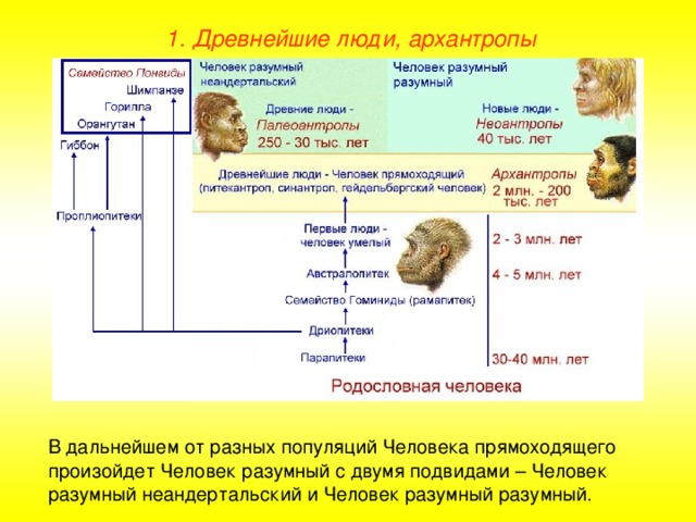 1. Древнейшие люди, архантропы В дальнейшем от разных популяций Человека прямоходящего произойдет Человек разумный с двумя подвидами – Человек разумный неандертальский и Человек разумный разумный.