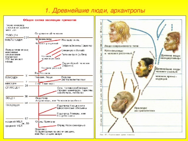 1. Древнейшие люди, архантропы