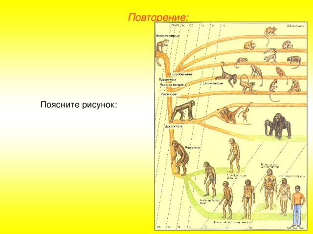 Повторение: Поясните рисунок: