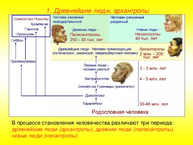 1. Древнейшие люди, архантропы В процессе становления человечества различают три периода: древнейшие люди (архантропы) , древние люди (палеоантропы) , новые люди (неоантропы) .