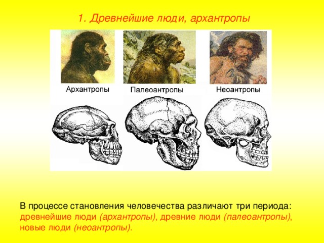 1. Древнейшие люди, архантропы В процессе становления человечества различают три периода: древнейшие люди (архантропы) , древние люди (палеоантропы) , новые люди (неоантропы) .
