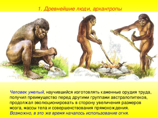 1. Древнейшие люди, архантропы Человек умелый , научившийся изготовлять каменные орудия труда, получил преимущество перед другими группами австралопитеков, продолжал эволюционировать в сторону увеличения размеров мозга, массы тела и совершенствования прямохождения. Возможно, в это же время началось использование огня.