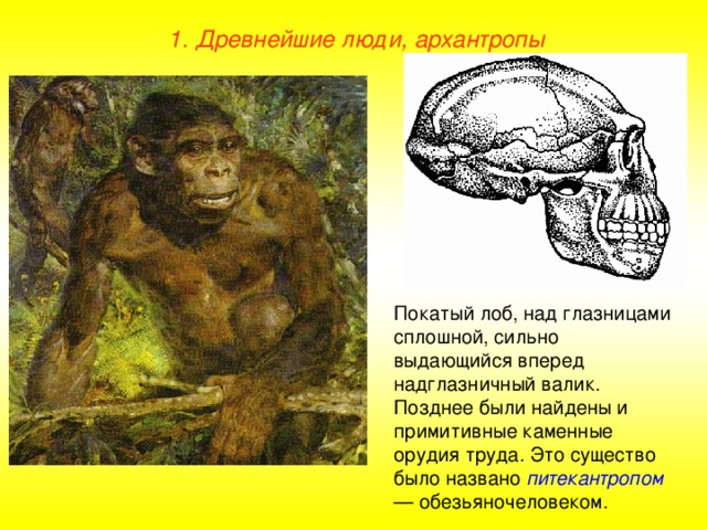 1. Древнейшие люди, архантропы Покатый лоб, над глазницами сплошной, сильно выдающийся вперед надглазничный валик. Позднее были найдены и примитивные каменные орудия труда. Это существо было названо питекантропом — обезьяночеловеком.