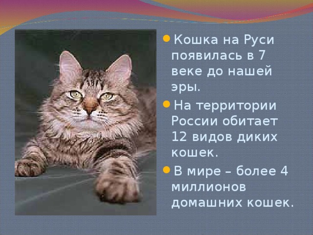 Презентация про котов 7 класс