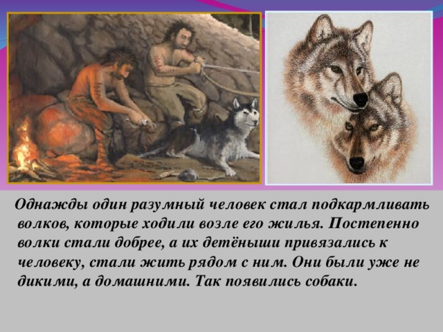  Однажды один разумный человек стал подкармливать волков, которые ходили возле его жилья. Постепенно волки стали добрее, а их детёныши привязались к человеку, стали жить рядом с ним. Они были уже не дикими, а домашними. Так появились собаки.  