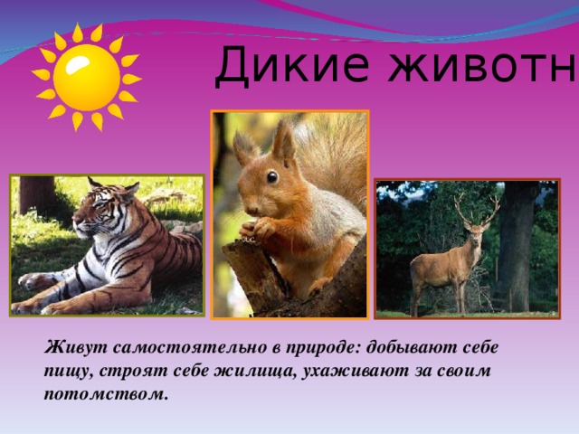  Дикие животные Живут самостоятельно в природе: добывают себе пищу, строят себе жилища, ухаживают за своим потомством.  