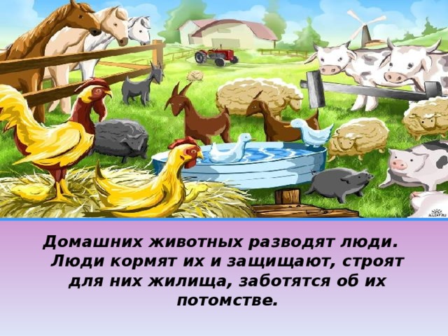 Домашних животных разводят люди. Люди кормят их и защищают, строят для них жилища, заботятся об их потомстве.  