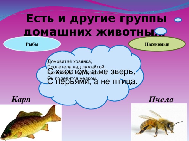  Есть и другие группы домашних животных. Насекомые Рыбы Домовитая хозяйка, Пролетела над лужайкой, Похлопочет над цветком, Он поделится медком. С хвостом, а не зверь, С перьями, а не птица. Карп Пчела 