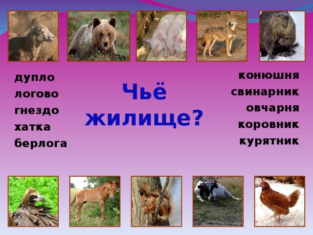 конюшня свинарник овчарня коровник курятник  дупло логово гнездо хатка берлога  Чьё жилище? 