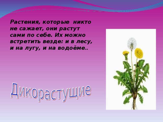Растения, которые никто не сажает, они растут сами по себе. Их можно встретить везде: и в лесу, и на лугу, и на водоёме .. 