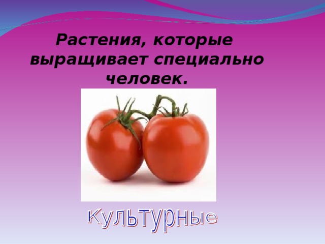 Растения, которые выращивает специально человек. 