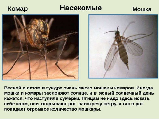     Все змеи — хищники.  Среди различного многообразия змей  встречаются безобидные и очень опасные для человека и животных ядовитые представители.  При встреч с ними соблюдай правила: 1.Отправляясь на природу, нужно помнить о возможной встрече с гадюкой, поэтому икры ног должны быть защищены. 2. Прежде чем сесть отдохнуть на старый пень или повалившееся дерево, следует осмотреться, стукнуть по пню. 3. Ни в коем случае нельзя проверять руками дупла деревьев, пустоты под корнями, норы грызунов. 4. Если вы неожиданно заметили ползущую змею, замрите, дайте ей возможность уйти. 5 Избегайте резких, пугающих змею движений! Нельзя, защищаясь, выставлять вперед руки, разворачиваться к змее спиной.  6. Не фотографироваться со змеёй!. 