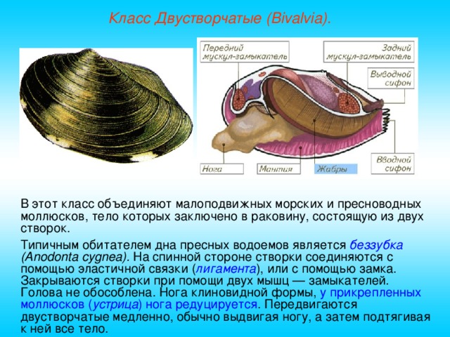 Класс Двустворчатые (Bivalvia). В этот класс объединяют малоподвижных морских и пресноводных моллюсков, тело которых заключено в раковину, состоящую из двух створок. Типичным обитателем дна пресных водоемов является беззубка  (А nodonta cygnea ). На спинной стороне створки соединяются с помощью эластичной связки ( лигамента ), или с помощью замка. Закрываются створки при помощи двух мышц — замыкателей. Голова не обособлена. Нога клиновидной формы, у прикрепленных моллюсков ( устрица ) нога редуцируется . Передвигаются двустворчатые медленно, обычно выдвигая ногу, а затем подтягивая к ней все тело.  