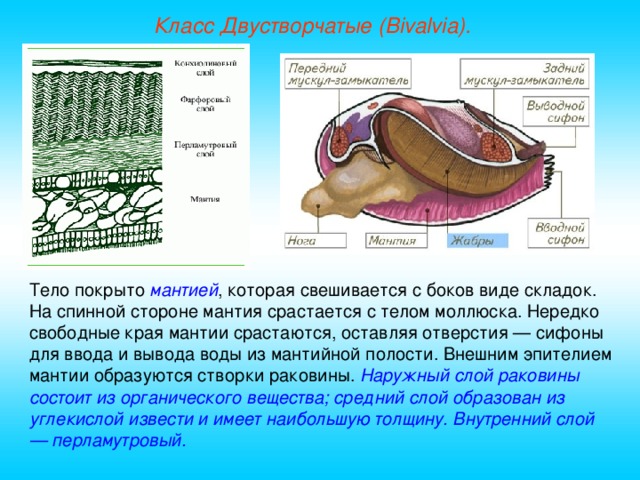 Класс Двустворчатые (Bivalvia). Тело покрыто мантией , которая свешивается с боков виде складок. На спинной стороне мантия срастается с телом моллюска. Нередко свободные края мантии срастаются, оставляя отверстия — сифоны для ввода и вывода воды из мантийной полости. Внешним эпителием мантии образуются створки раковины. Наружный слой раковины состоит из органического вещества; средний слой образован из углекислой извести и имеет наибольшую толщину. Внутренний слой — перламутровый.  