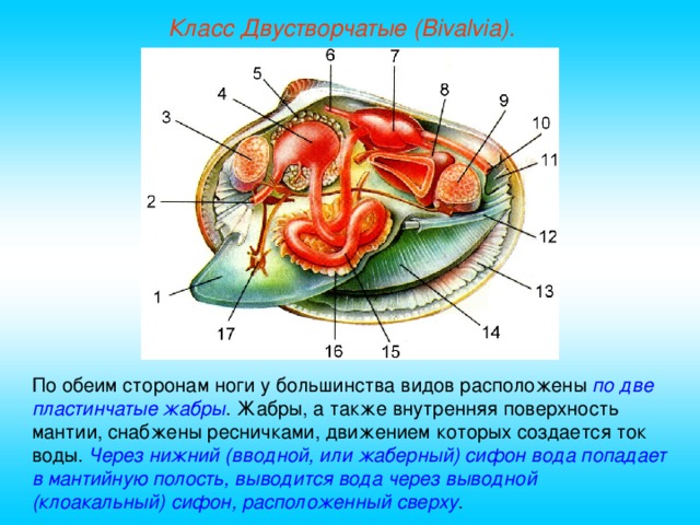 Класс Двустворчатые (Bivalvia). По обеим сторонам ноги у большинства видов расположены по две пластинчатые жабры . Жабры, а также внутренняя поверхность мантии, снабжены ресничками, движением которых создается ток воды. Через нижний (вводной, или жаберный) сифон вода попадает в мантийную полость, выводится вода через выводной (клоакальный) сифон, расположенный сверху .  