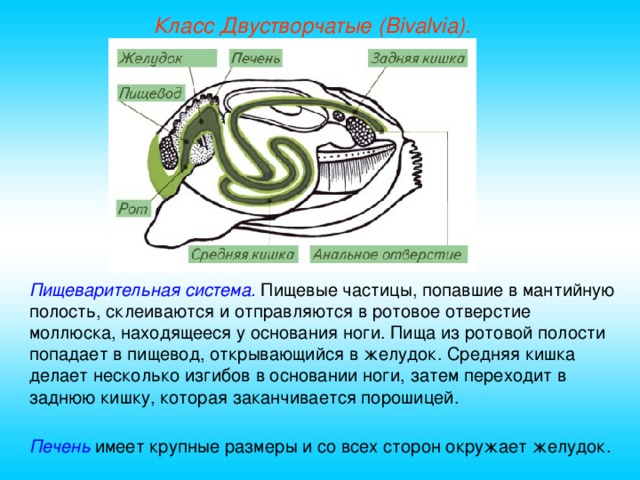 Класс Двустворчатые (Bivalvia). Пищеварительная система. Пищевые частицы, попавшие в мантийную полость, склеиваются и отправляются в ротовое отверстие моллюска, находящееся у основания ноги. Пища из ротовой полости попадает в пищевод, открывающийся в желудок. Средняя кишка делает несколько изгибов в основании ноги, затем переходит в заднюю кишку, которая заканчивается порошицей. Печень имеет крупные размеры и со всех сторон окружает желудок.  