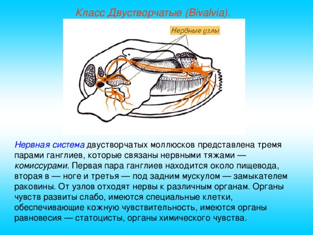 Класс Двустворчатые (Bivalvia). Нервная система двустворчатых моллюсков представлена тремя парами ганглиев, которые связаны нервными тяжами — комиссурами . Первая пара ганглиев находится около пищевода, вторая в — ноге и третья — под задним мускулом — замыкателем раковины. От узлов отходят нервы к различным органам. Органы чувств развиты слабо, имеются специальные клетки, обеспечивающие кожную чувствительность, имеются органы равновесия — статоцисты, органы химического чувства.  