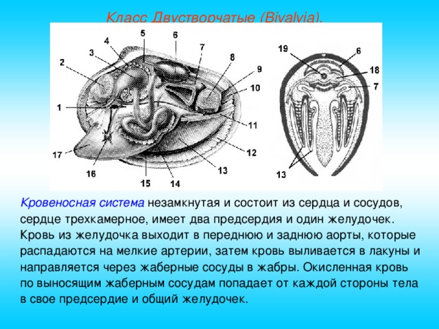 Класс Двустворчатые (Bivalvia). Кровеносная система незамкнутая и состоит из сердца и сосудов, сердце трехкамерное, имеет два предсердия и один желудочек. Кровь из желудочка выходит в переднюю и заднюю аорты, которые распадаются на мелкие артерии, затем кровь выливается в лакуны и направляется через жаберные сосуды в жабры. Окисленная кровь по выносящим жаберным сосудам попадает от каждой стороны тела в свое предсердие и общий желудочек.  