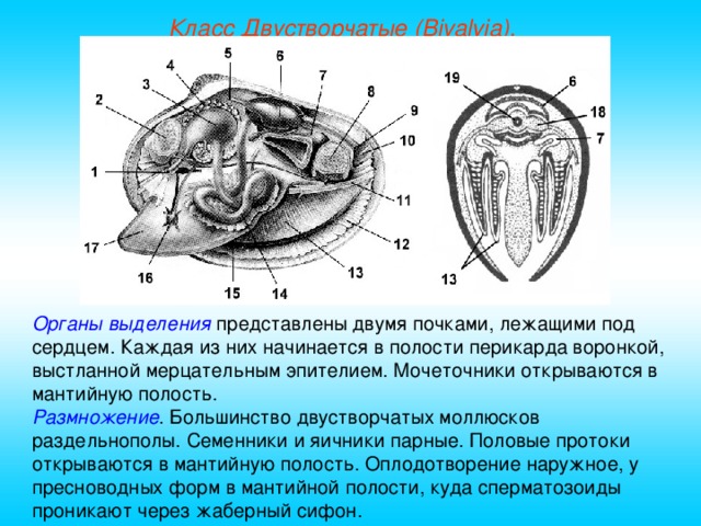 Класс Двустворчатые (Bivalvia). Органы выделения представлены двумя почками, лежащими под сердцем. Каждая из них начинается в полости перикарда воронкой, выстланной мерцательным эпителием. Мочеточники открываются в мантийную полость. Размножение . Большинство двустворчатых моллюсков раздельнополы. Семенники и яичники парные. Половые протоки открываются в мантийную полость. Оплодотворение наружное, у пресноводных форм в мантийной полости, куда сперматозоиды проникают через жаберный сифон.  