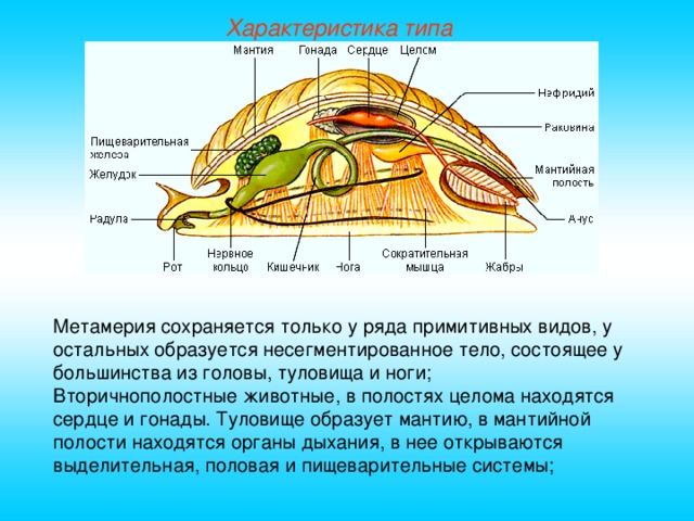 Характеристика типа Метамерия сохраняется только у ряда примитивных видов, у остальных образуется несегментированное тело, состоящее у большинства из головы, туловища и ноги; Вторичнополостные животные, в полостях целома находятся сердце и гонады. Туловище образует мантию, в мантийной полости находятся органы дыхания, в нее открываются выделительная, половая и пищеварительные системы;  