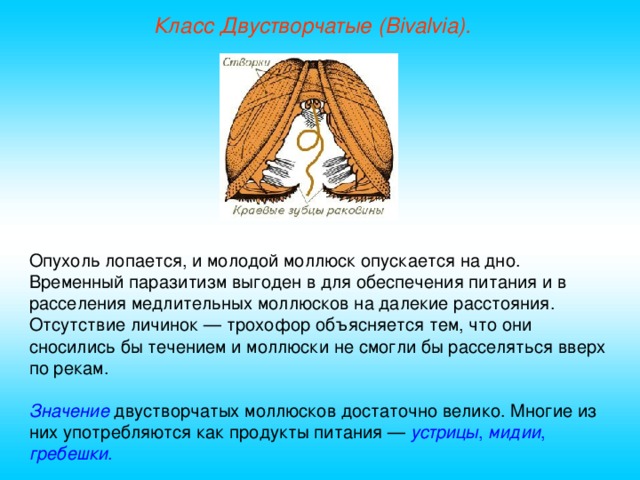 Наличие в глотке мускулистого языка б легочный тип дыхания в образование сифона складками мантии