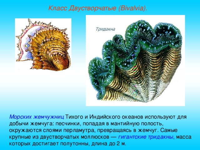 Класс Двустворчатые (Bivalvia). Морских жемчужниц Тихого и Индийского океанов используют для добычи жемчуга: песчинки, попадая в мантийную полость, окружаются слоями перламутра, превращаясь в жемчуг. Самые крупные из двустворчатых моллюсков — гигантские тридакны , масса которых достигает полутонны, длина до 2 м.  