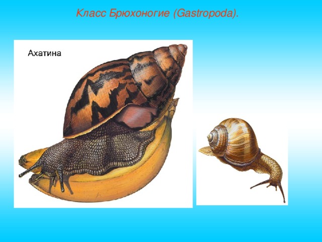 Класс Брюхоногие (Gastropoda). 