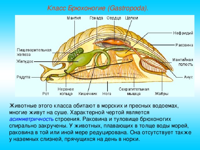 Класс Брюхоногие (Gastropoda). Животные этого класса обитают в морских и пресных водоемах, многие живут на суше. Характерной чертой является асимметричность строения. Раковина и туловище брюхоногих спирально закручены. У животных, плавающих в толще воды морей, раковина в той или иной мере редуцирована. Она отсутствует также у наземных слизней, прячущихся на день в норки.  