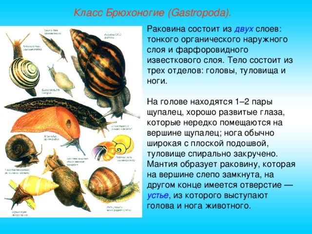 Класс Брюхоногие (Gastropoda). Раковина состоит из двух слоев: тонкого органического наружного слоя и фарфоровидного известкового слоя. Тело состоит из трех отделов: головы, туловища и ноги. На голове находятся 1–2 пары щупалец, хорошо развитые глаза, которые нередко помещаются на вершине щупалец;  нога обычно широкая с плоской подошвой, туловище спирально закручено. Мантия образует раковину, которая на вершине слепо замкнута, на другом конце имеется отверстие — устье , из которого выступают голова и нога животного.  