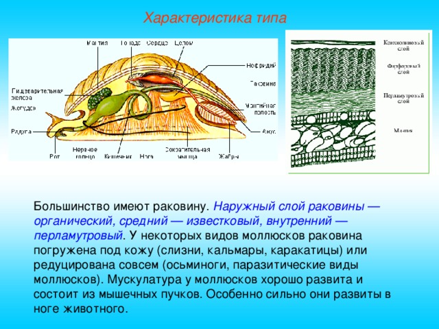 Переливающийся слой внутри раковины моллюска