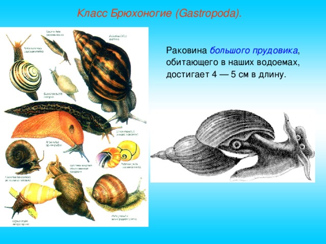 Класс Брюхоногие (Gastropoda). Раковина большого  прудовика , обитающего в наших водоемах, достигает 4 — 5 см в длину.  