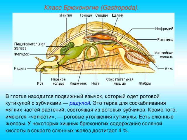 Класс Брюхоногие (Gastropoda). В глотке находится подвижный язычок, который одет роговой кутикулой с зубчиками — радулой . Это терка для соскабливания мягких частей растений, состоящая из роговых зубчиков. Кроме того, имеются «челюсти», — роговые утолщения кутикулы. Есть слюнные железы. У некоторых хищных брюхоногих содержание соляной кислоты в секрете слюнных желез достигает 4 %.  