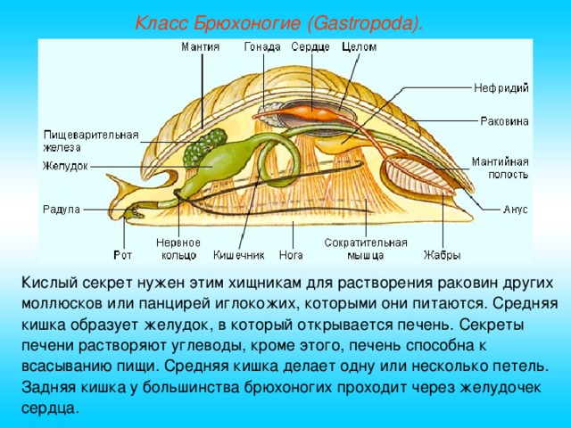 Класс Брюхоногие (Gastropoda). Кислый секрет нужен этим хищникам для растворения раковин других моллюсков или панцирей иглокожих, которыми они питаются. Средняя кишка образует желудок, в который открывается печень. Секреты печени растворяют углеводы, кроме этого, печень способна к всасыванию пищи. Средняя кишка делает одну или несколько петель. Задняя кишка у большинства брюхоногих проходит через желудочек сердца.  