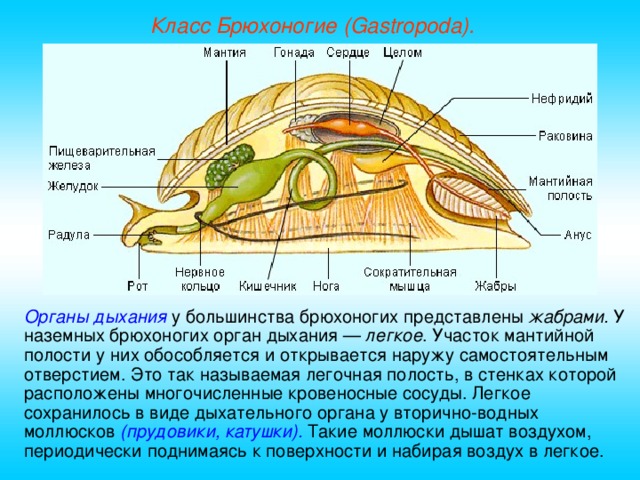 Класс Брюхоногие (Gastropoda). Органы дыхания у большинства брюхоногих представлены жабрами. У наземных брюхоногих орган дыхания — легкое . Участок мантийной полости у них обособляется и открывается наружу самостоятельным отверстием. Это так называемая легочная полость, в стенках которой расположены многочисленные кровеносные сосуды. Легкое сохранилось в виде дыхательного органа у вторично-водных моллюсков (прудовики, катушки). Такие моллюски дышат воздухом, периодически поднимаясь к поверхности и набирая воздух в легкое.  