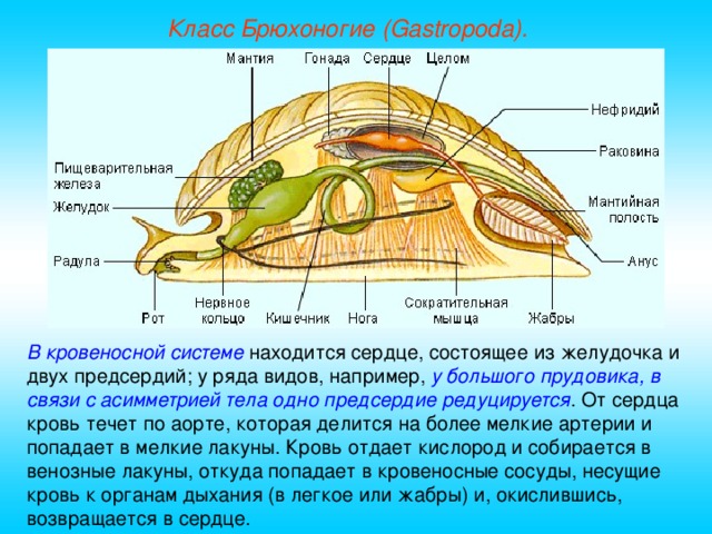 Класс Брюхоногие (Gastropoda). В кровеносной системе находится сердце, состоящее из желудочка и двух предсердий; у ряда видов, например, у большого прудовика, в связи с асимметрией тела одно предсердие редуцируется . От сердца кровь течет по аорте, которая делится на более мелкие артерии и попадает в мелкие лакуны. Кровь отдает кислород и собирается в венозные лакуны, откуда попадает в кровеносные сосуды, несущие кровь к органам дыхания (в легкое или жабры) и, окислившись, возвращается в сердце.  